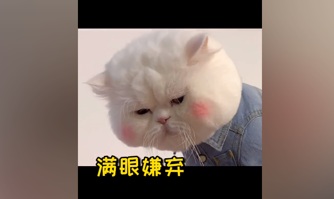 球球是只猫第一个视频