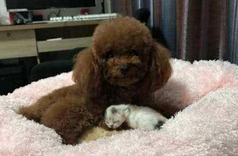 泰迪守着奶猫,趁猫妈妈睡着了叼起一只就跑,主人:真不是你的! 泰迪守着奶猫,趁猫妈妈睡着了叼起一只就跑,主人:真不是你的!