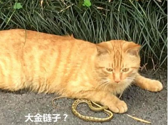 猫咪出门捡玩意，主人看清以后发怵了！