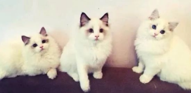 小伙养了2只布偶猫，1年后收获了一群，网友：满屋人民币的味道