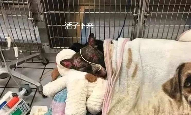 狗狗患病被绑在栏杆上焚烧,幸得好心人帮助最终获救 狗狗患病被绑在栏杆上焚烧,幸得好心人帮助最终获救