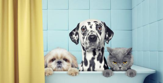 金毛身上长了个“肉球”，女子用手想抠下来：这玩意咋是活的？