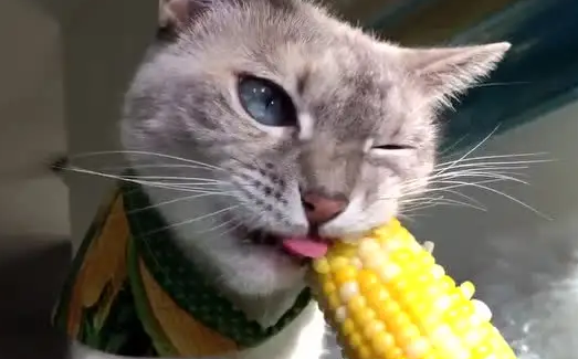 猫咪抱着玉米，猫爪紧紧抓住两边，啃得十分得劲