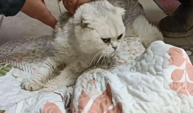 漂亮折耳猫却被扔在垃圾桶里,不谙世事的它,获救后自己都能玩半天 漂亮折耳猫却被扔在垃圾桶里,不谙世事的它,获救后自己都能玩半天
