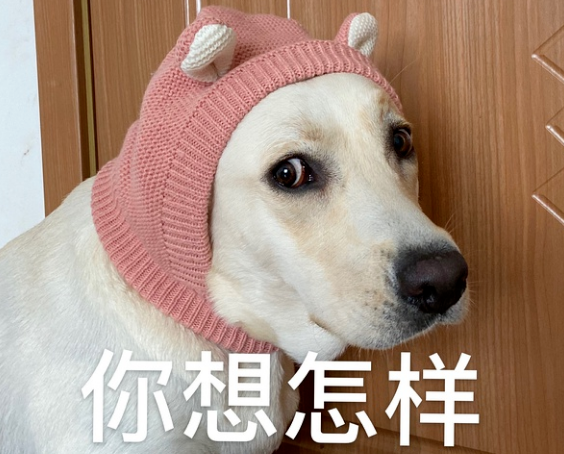 狗狗犯错挨骂时低头是在反省吗那你就错了