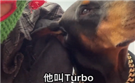 徐囧囧的杜宾犬吃的什么