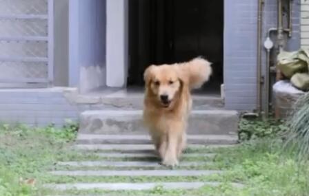揭秘金毛路虎的主人身份,快来看! 揭秘金毛路虎的主人身份,快来看!