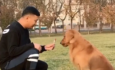 金毛粑粑多大了