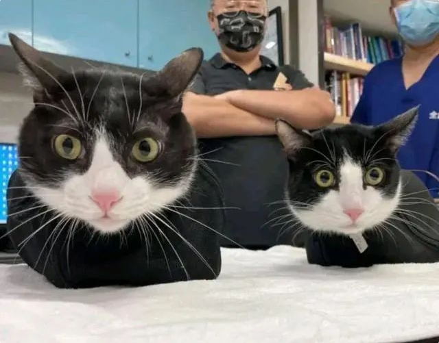 女子带奶牛猫去诊所治疗，空气都安静了：咋“撞衫”了呢？