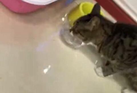 妻子坚决不同意养猫，隔了几天后却变了个人
