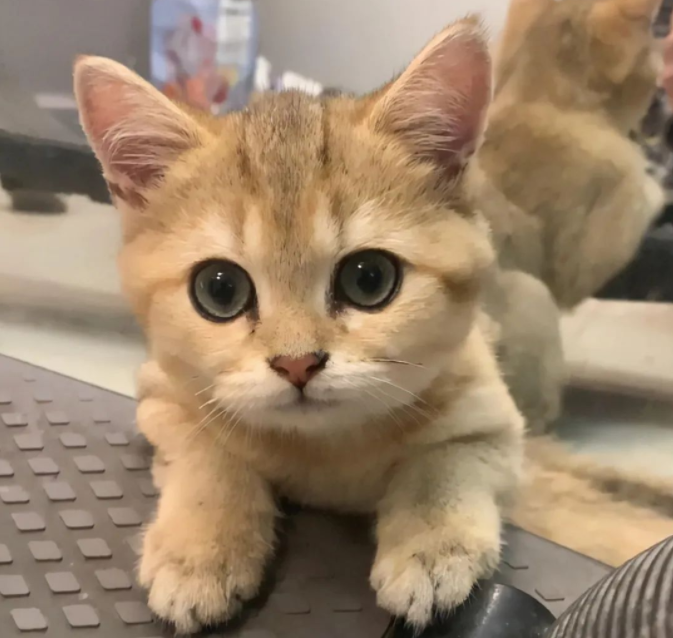 救了一只流浪橘猫，养了一个月后发现是金渐层：捡到宝贝了
