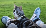 妈耶是只猫是什么品种