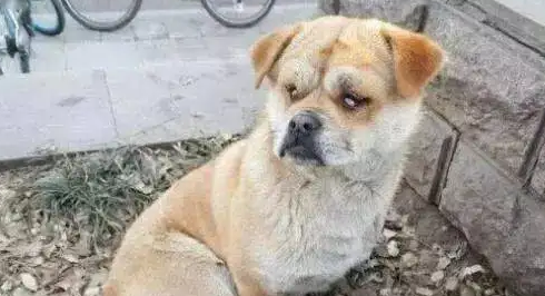 被丢弃的狗，看到主人抱新宠物狗，哭得好伤心