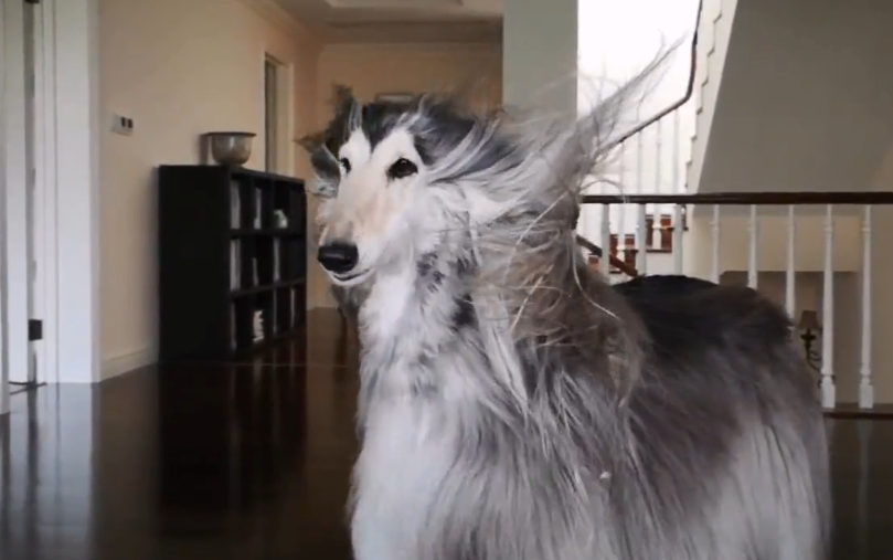 阿富汗猎犬巴特吃的什么