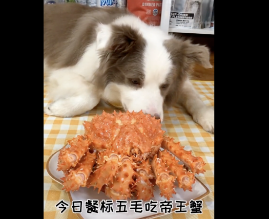 喝酒、美甲、过度摄入猫薄荷,“宠物网红”正在遭受伤害 喝酒、美甲、过度摄入猫薄荷,“宠物网红”正在遭受伤害