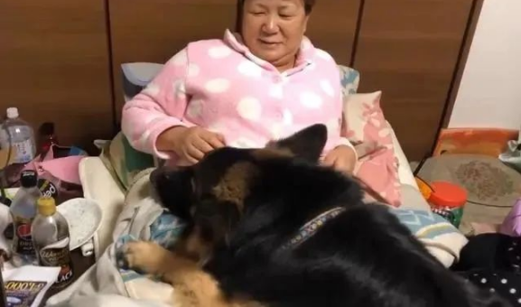 德牧以为自己是亲生的,跟“姐姐”抢妈妈,狗:我才是宝宝 德牧以为自己是亲生的,跟“姐姐”抢妈妈,狗:我才是宝宝