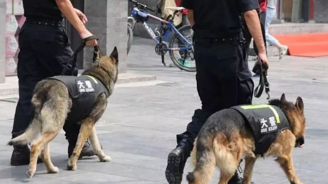 阿拉斯加居然可以当警犬，这是来搞笑的吧！