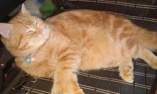 主人向猫咪“求婚”,却因戒指太小被卡住