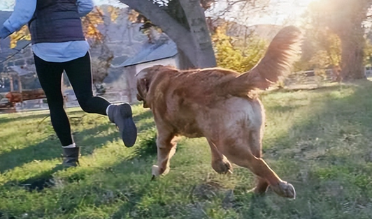 3分钟，带你看完“狗狗”的一生