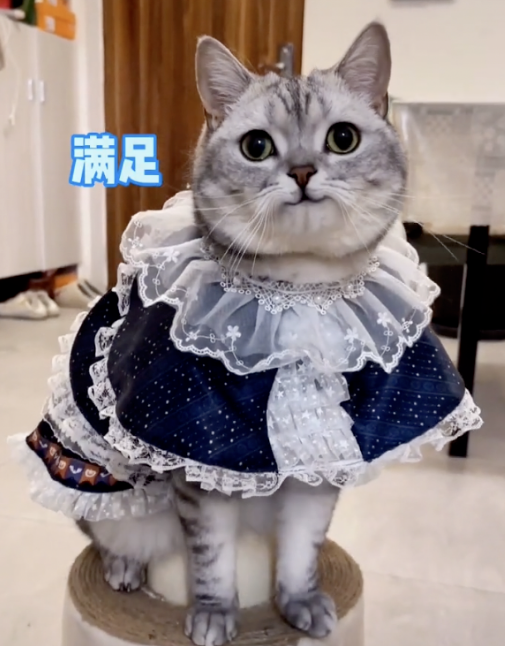 喝酒、美甲、过度摄入猫薄荷,“宠物网红”正在遭受伤害 喝酒、美甲、过度摄入猫薄荷,“宠物网红”正在遭受伤害