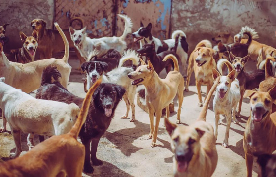 800元的柴犬，我来到了宠物们的“人间炼狱”