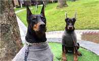 徐囧囧的杜宾犬纯吗