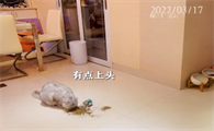 乔巴日记视频真实吗