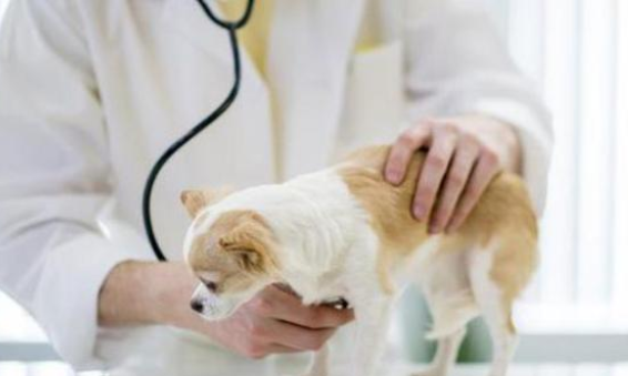 国内宠物医疗现状，给宠物看病有多贵？