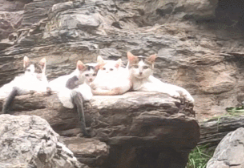 “绑架”流浪小奶猫全攻略:走啊,干一票去 “绑架”流浪小奶猫全攻略:走啊,干一票去
