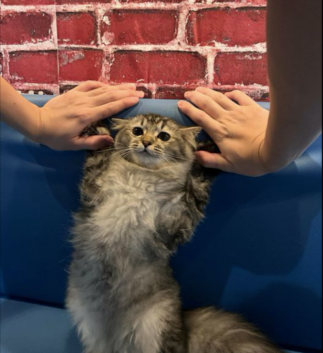 主人突然对猫咪进行壁咚，猫：你想要干嘛？