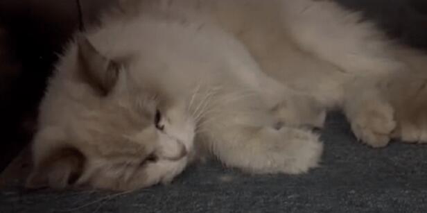 疑似坠楼的布偶猫,数天依然没人理奄奄一息 疑似坠楼的布偶猫,数天依然没人理奄奄一息