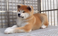 九子秋田犬狗会什么