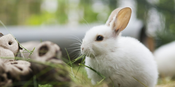 波兰兔哪里有卖,波兰兔好养吗,波兰兔照片