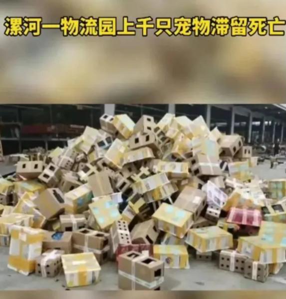 疯了！国内“宠物盲盒”狂卖，大批幼猫幼犬被塞箱活活憋死…