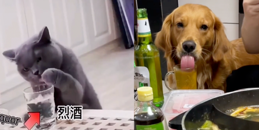 喝酒、美甲、过度摄入猫薄荷,“宠物网红”正在遭受伤害 喝酒、美甲、过度摄入猫薄荷,“宠物网红”正在遭受伤害