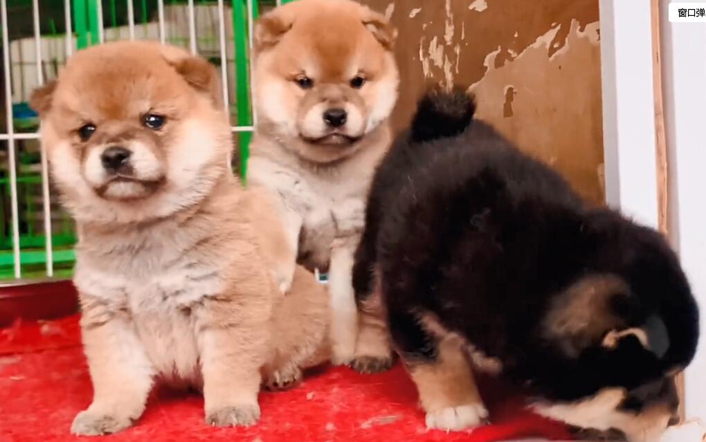 艾米秋田犬柴犬搞笑视频