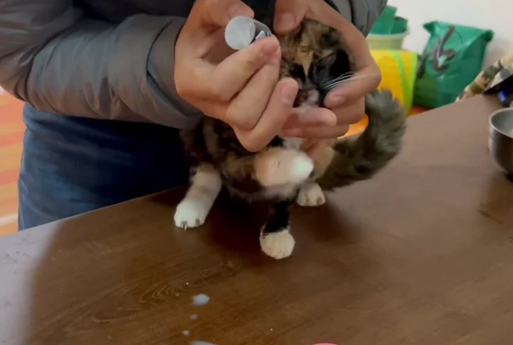 宠物医生让放弃,奄奄一息的流浪猫的一生 宠物医生让放弃,奄奄一息的流浪猫的一生