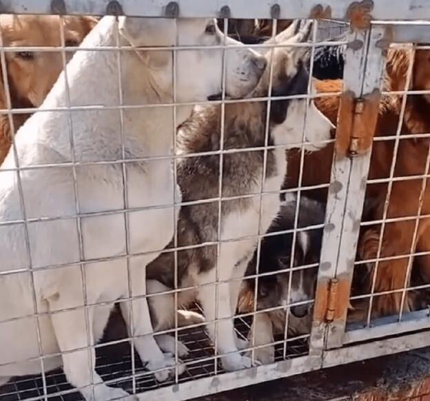 狗肉馆门口可怜兮兮的一车宠物狗，小哥想救，狗贩不让救：过完年还没开业呢！