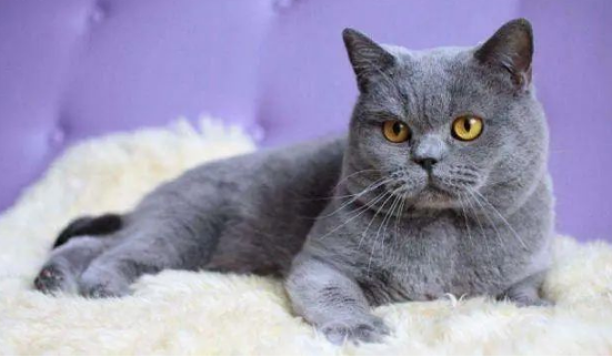 蓝猫生了一窝小崽子，其中一只很“特别”，主人一看笑到胃抽筋