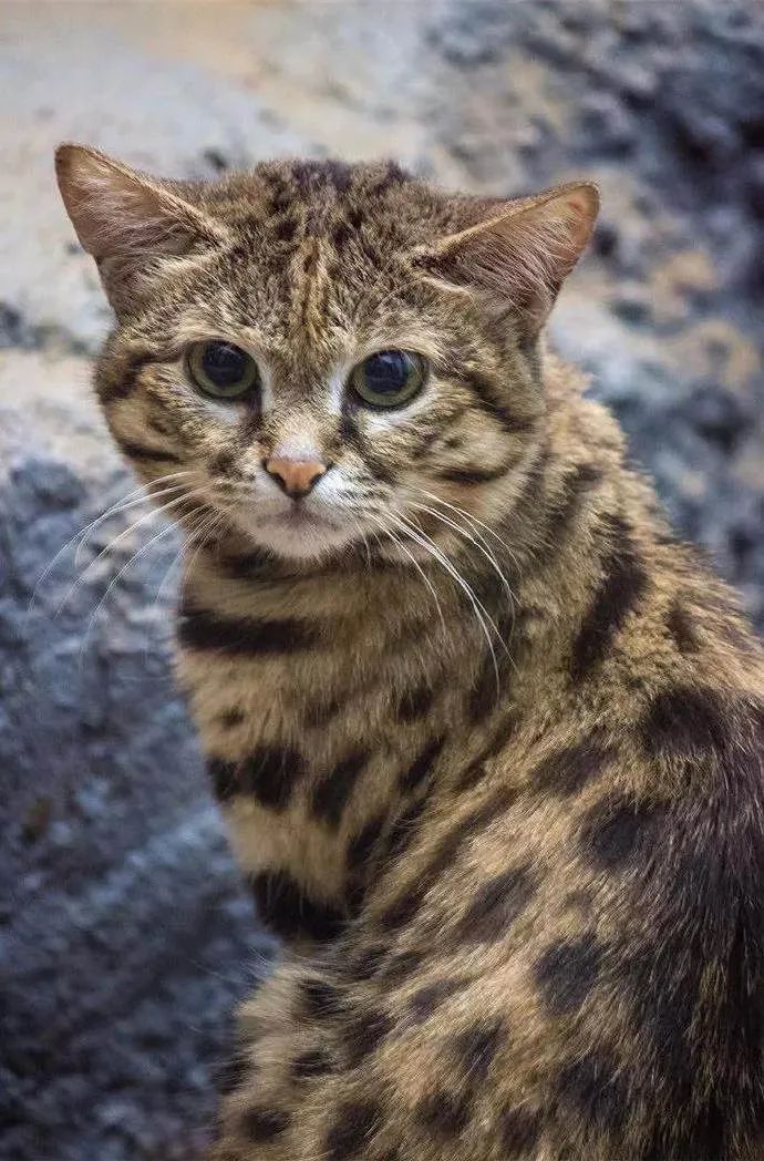 这只小猫咪萌哭千万网友，却被全球禁养？