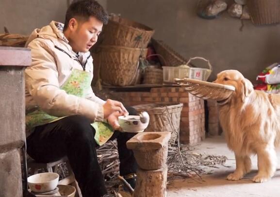 金毛路虎真的会做事吗