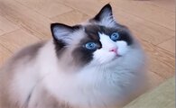 布偶猫布丁是公的还是母的