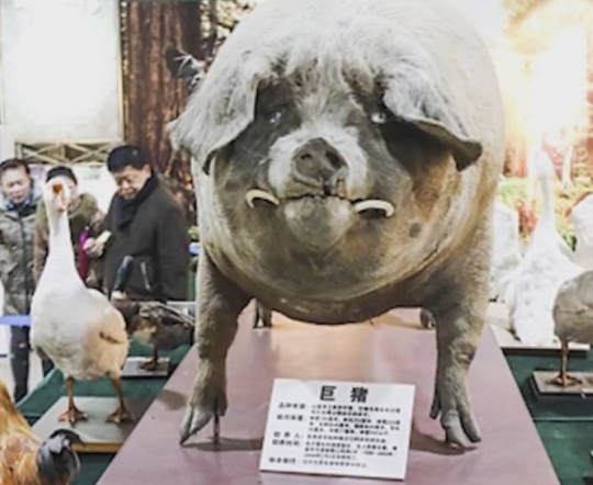 浙江老弄救下一猪崽，18年后长到1800斤，却成博物馆镇馆之宝