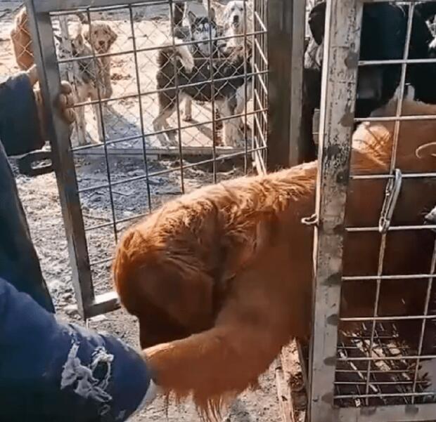 狗肉馆门口可怜兮兮的一车宠物狗，小哥想救，狗贩不让救：过完年还没开业呢！