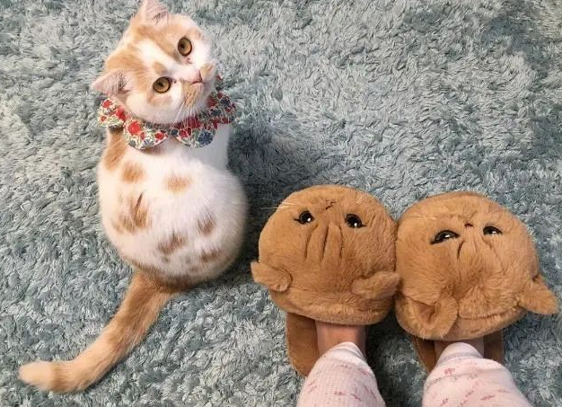 女子买了个羊毛毡挂件回来,猫咪却快看哭了 女子买了个羊毛毡挂件回来,猫咪却快看哭了