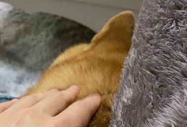 800元的柴犬，我来到了宠物们的“人间炼狱”
