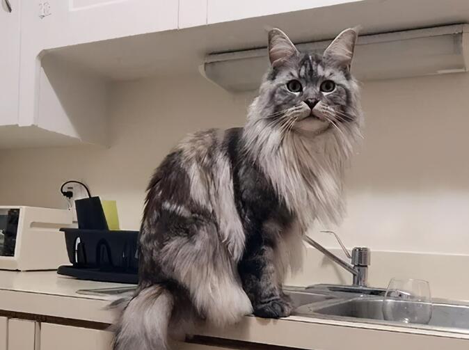 养猫“首选”这5种猫,不仅忠诚,还好养 养猫“首选”这5种猫,不仅忠诚,还好养