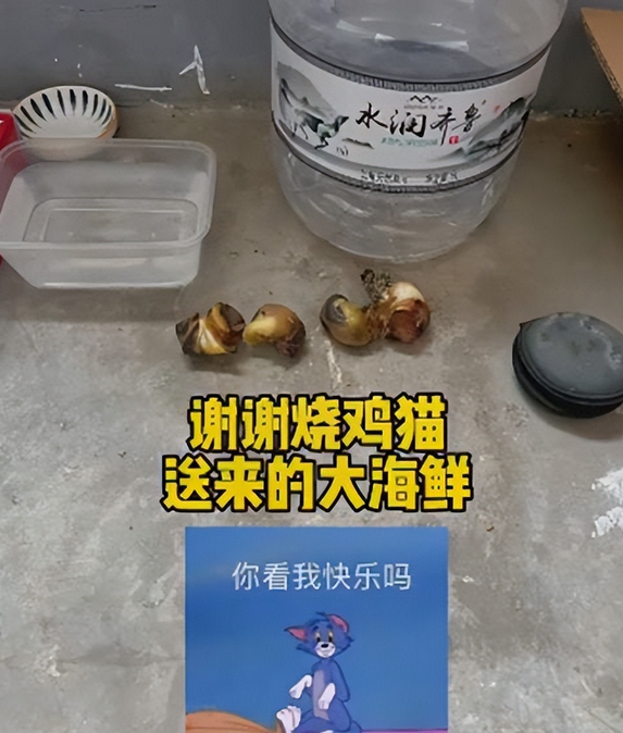 流浪猫隔三差五从“礼物”上门,小姐姐十分感动 流浪猫隔三差五从“礼物”上门,小姐姐十分感动