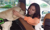 多多神犬是真的还是假的