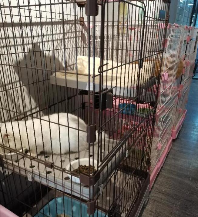 一宠物店的猫咪寄养处